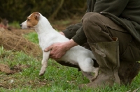 Picture of Jack Russell Terrier, alert