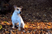 Picture of Jack Russell terrier amongst autumn leaves