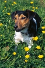 Picture of jack russell terrier amongst flowers