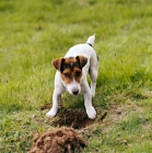 Picture of jack russell terrier digging a hole