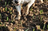 Picture of Jack Russell terrier digging