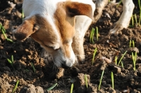 Picture of Jack Russell terrier digging