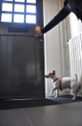 Picture of Jack Russell terrier eager to go for a walk