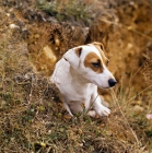 Picture of jack russell terrier emerging from hole in ground