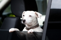 Picture of Jack Russell Terrier in car