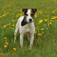 Picture of Jack Russell Terrier in field