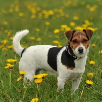 Picture of Jack Russell Terrier in field