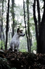 Picture of Jack Russell terrier in forest, looking out