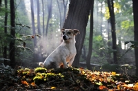 Picture of Jack Russell terrier in forest