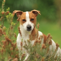 Picture of jack russell terrier in heather bush