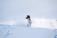 Picture of Jack Russell Terrier in snowy field