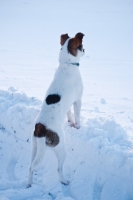 Picture of Jack Russell Terrier in snowy field, back view