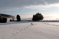 Picture of Jack Russell Terrier in snowy field