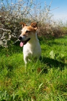 Picture of Jack Russell terrier in spring