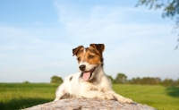 Picture of jack russell terrier in summer