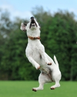 Picture of Jack Russell Terrier jumping up