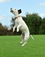 Picture of Jack Russell Terrier jumping up