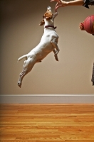 Picture of Jack Russell Terrier jumping up to get treat