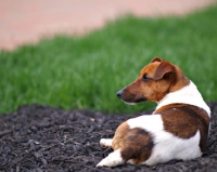Picture of Jack Russell Terrier laying down and looking ahead