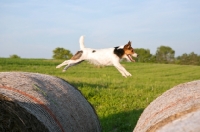 Picture of jack russell terrier leaping