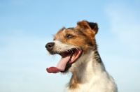 Picture of jack russell terrier looking away
