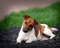 Picture of Jack Russell Terrier looking at camera with head turned