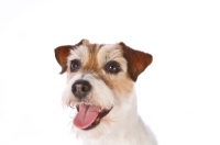 Picture of Jack Russell terrier looking happy
