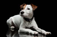 Picture of jack russell terrier looking inquisitive