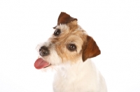 Picture of Jack Russell Terrier looking mischievous