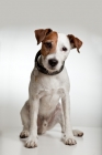 Picture of jack russell terrier looking straight at camera