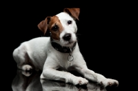 Picture of jack russell terrier looking straight at camera