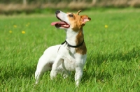 Picture of Jack Russell Terrier looking up