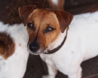 Picture of Jack Russell Terrier looking up at camera