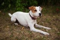 Picture of Jack Russell Terrier lying down  with greenery background.
