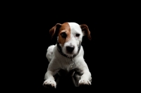 Picture of jack russell terrier lying down