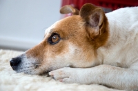 Picture of jack russell terrier lying on blanket