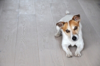 Picture of Jack Russell terrier lying on floor