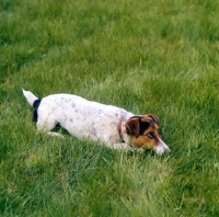 Picture of jack russell terrier lying on grass, looking  hopeful