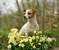 Picture of Jack Russell Terrier near flowers