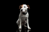 Picture of jack russell terrier on black background
