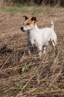 Picture of Jack Russell Terrier on dry grass