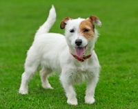 Picture of Jack Russell Terrier on grass
