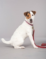 Picture of Jack Russell Terrier on lead