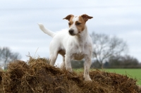 Picture of Jack Russell Terrier on straw