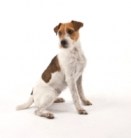 Picture of jack Russell Terrier on white background