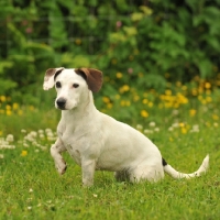 Picture of Jack Russell Terrier, one leg up