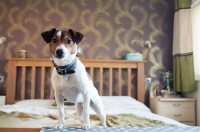 Picture of Jack Russell Terrier perched on the end of a bed