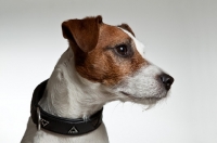 Picture of jack russell terrier profile