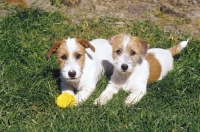 Picture of Jack Russell Terrier puppies with ball