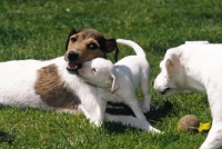 Picture of Jack Russell Terrier puppy begging for food